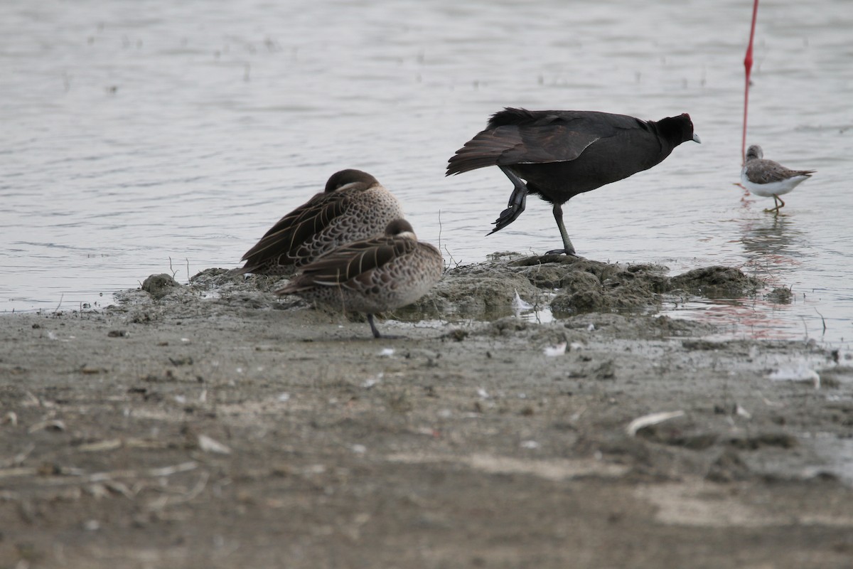Blue-billed Teal - ML650900741