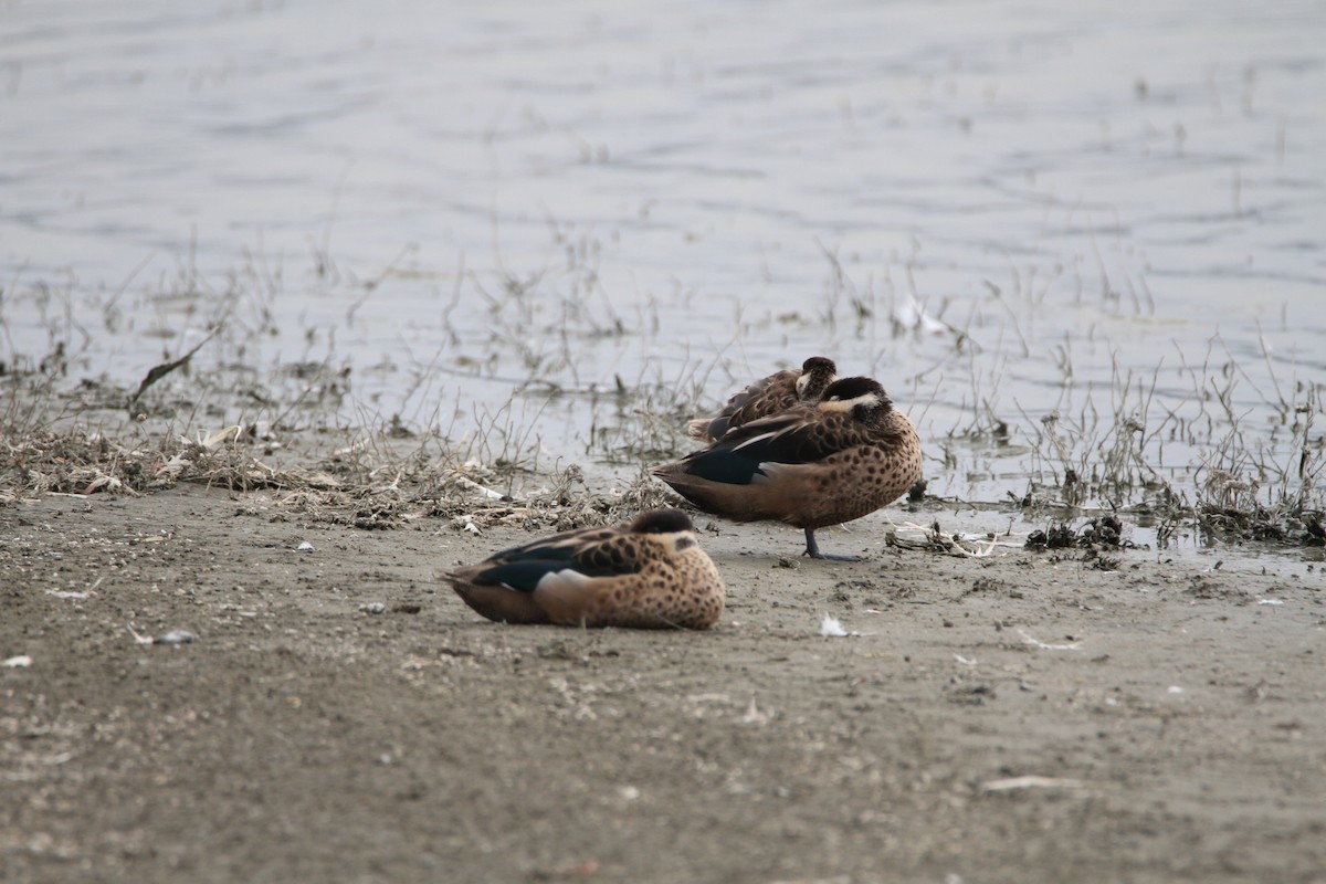 Blue-billed Teal - ML650900742