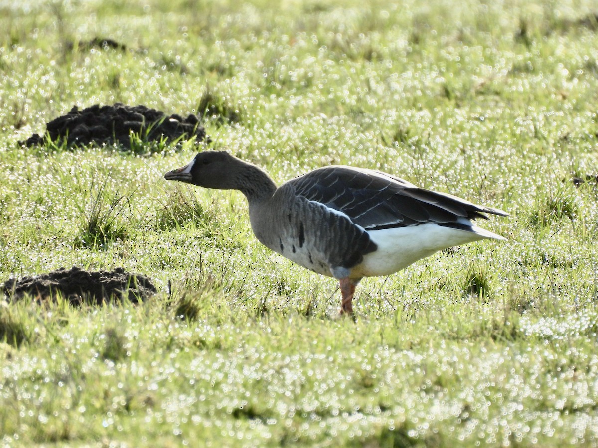 Oie rieuse - ML650901018