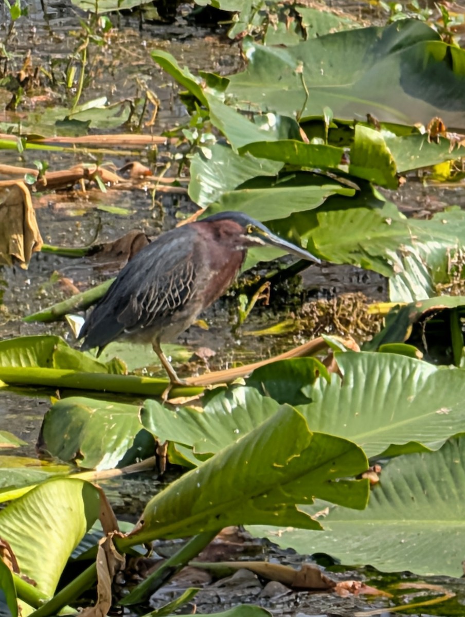 grønnrygghegre - ML650901043