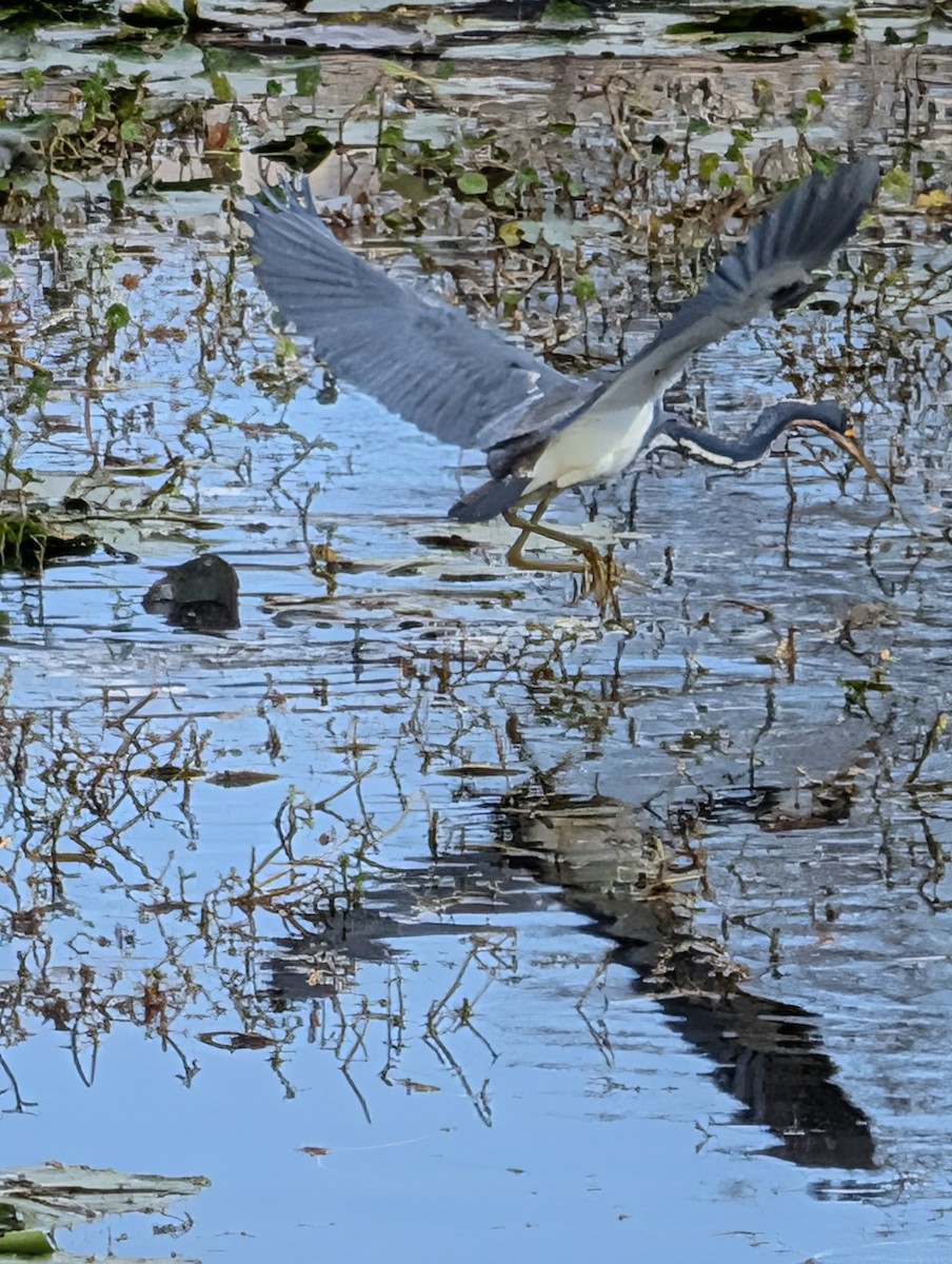 prakthegre - ML650901052