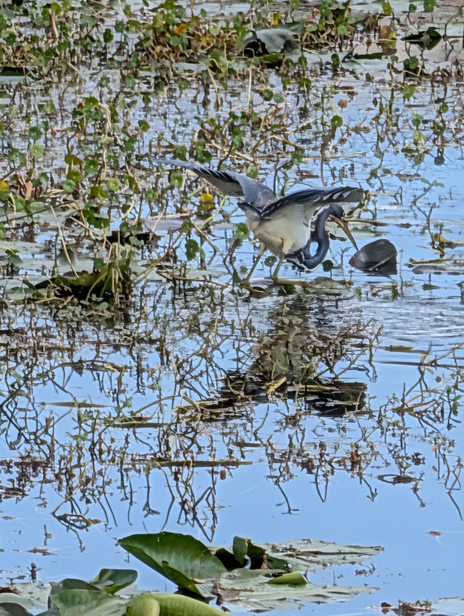 prakthegre - ML650901061