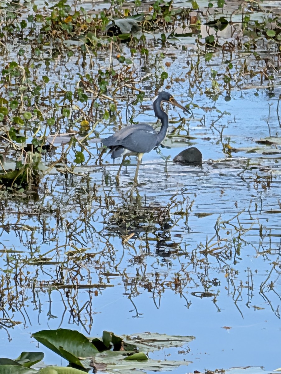 prakthegre - ML650901062