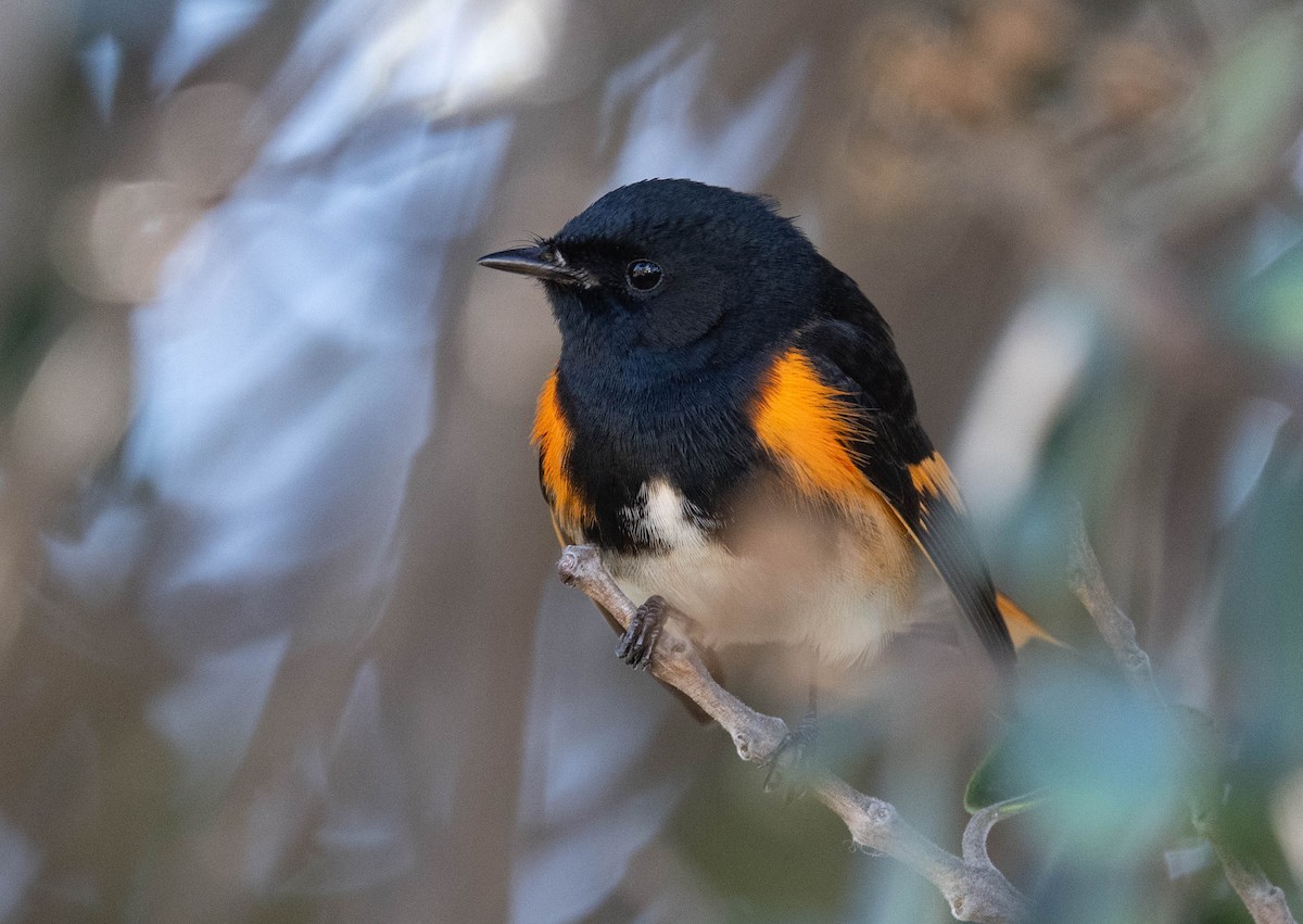 American Redstart - ML650901126