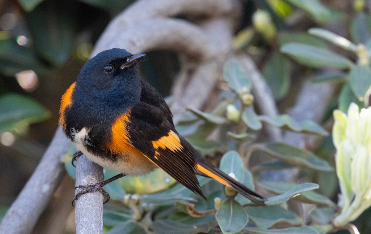 American Redstart - ML650901127