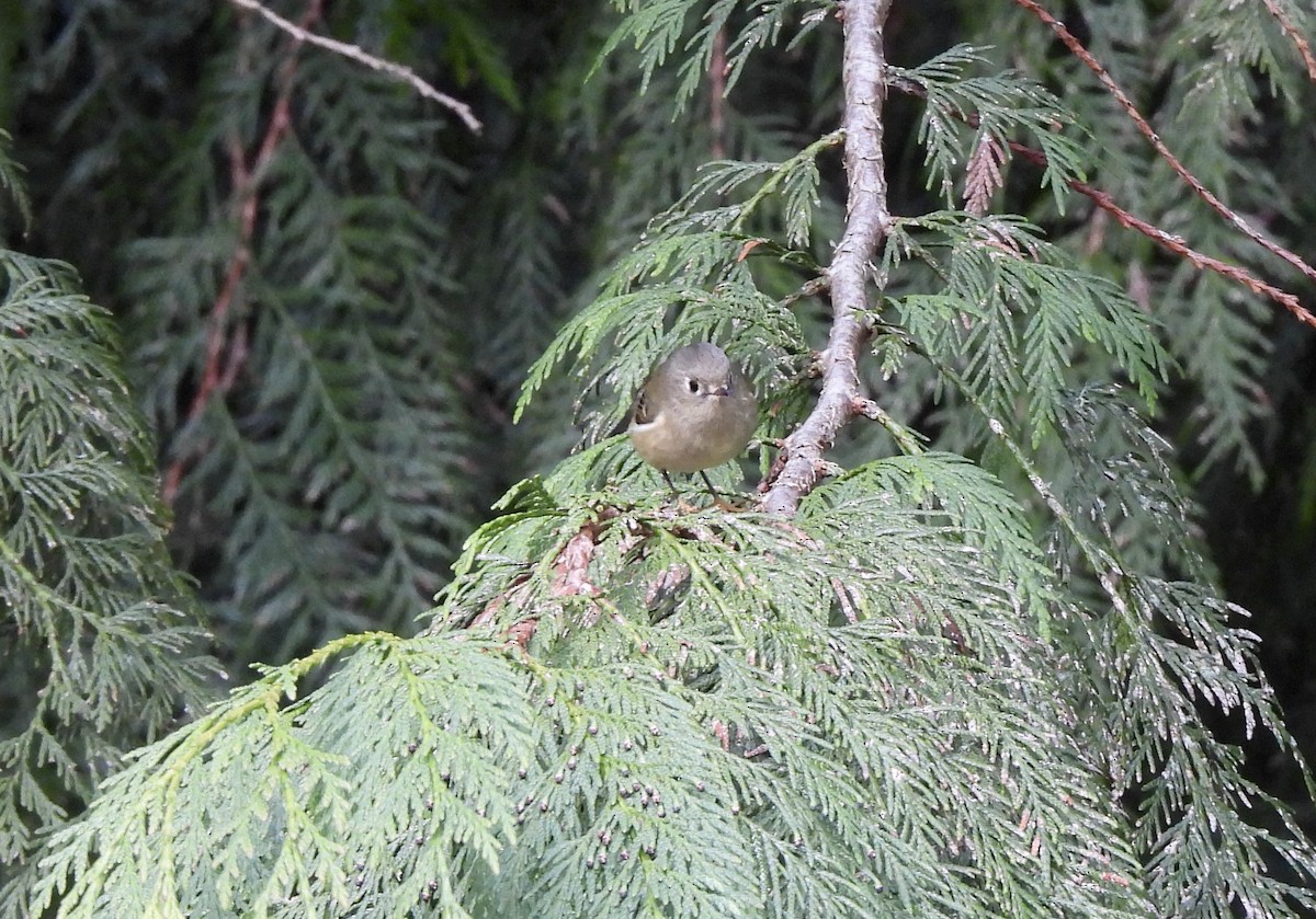 Roitelet à couronne rubis - ML650901231