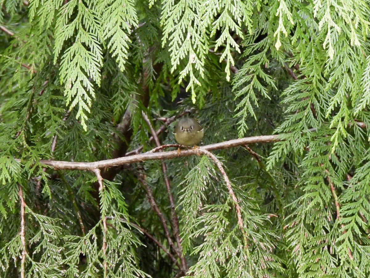 Roitelet à couronne rubis - ML650901232