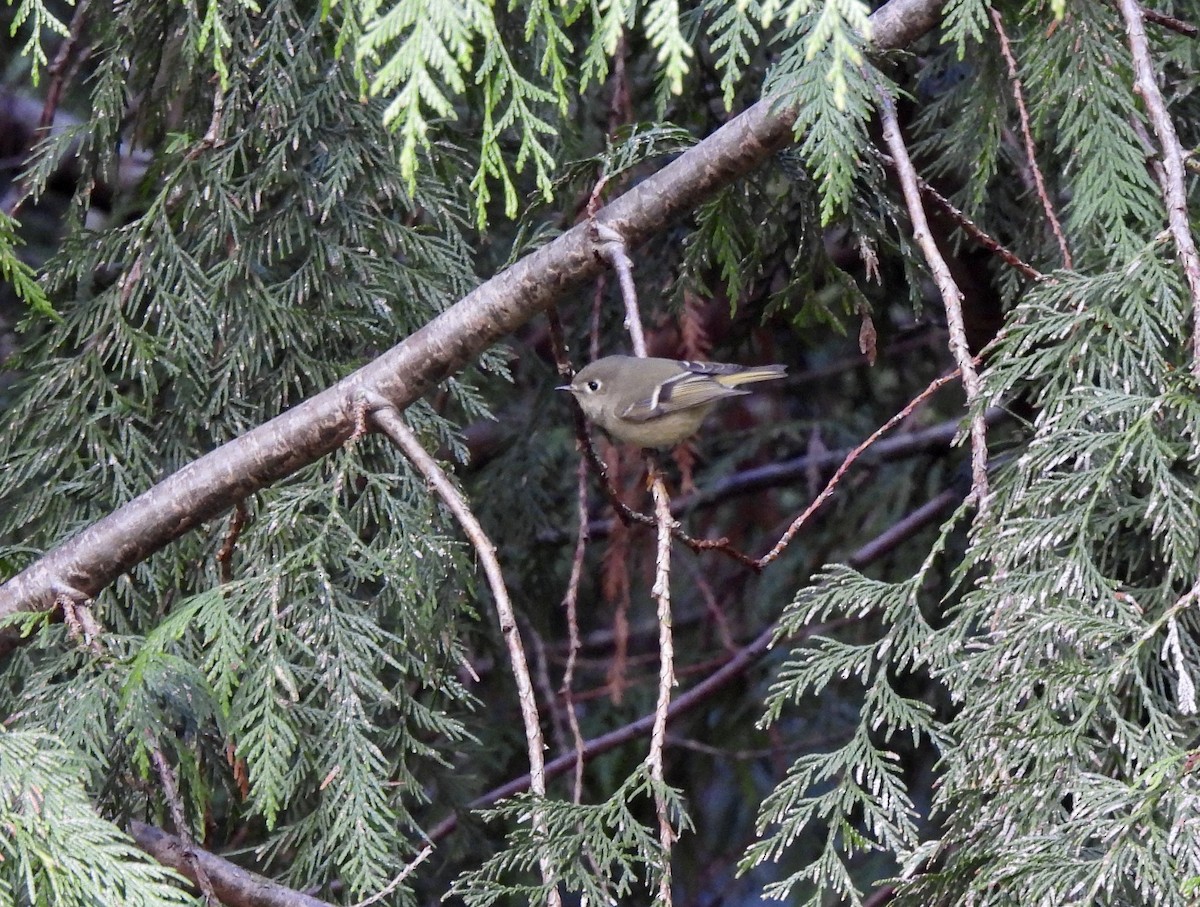 Roitelet à couronne rubis - ML650901233