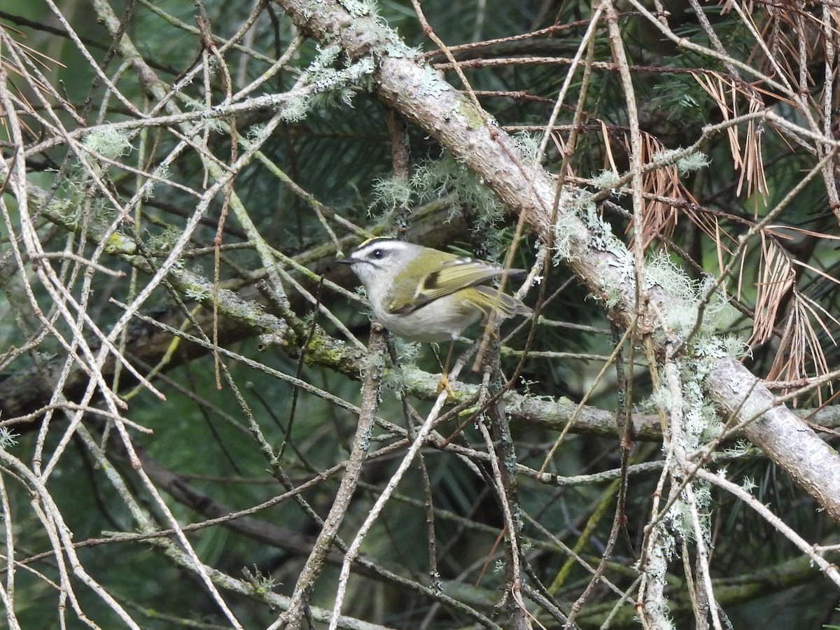 králíček zlatohlavý - ML650901276