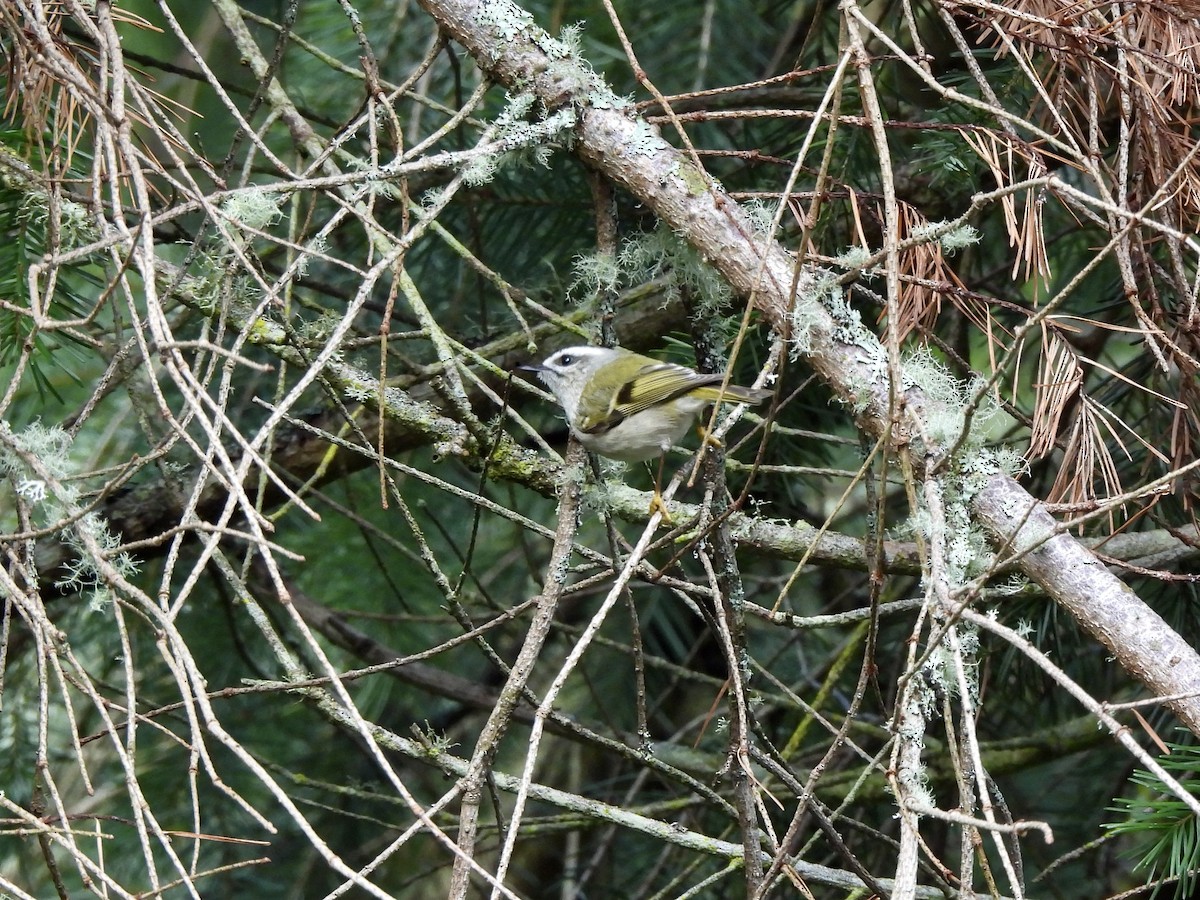 králíček zlatohlavý - ML650901277