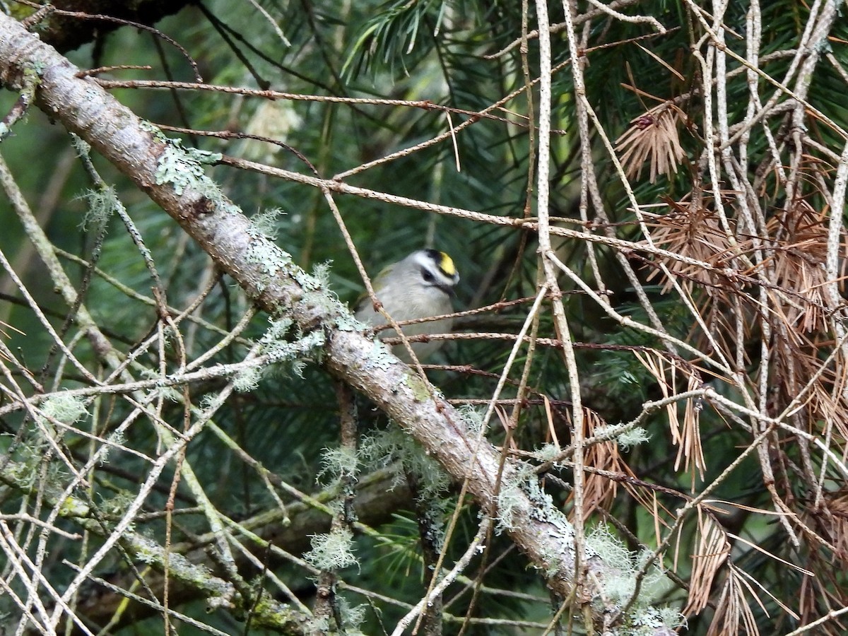 králíček zlatohlavý - ML650901278