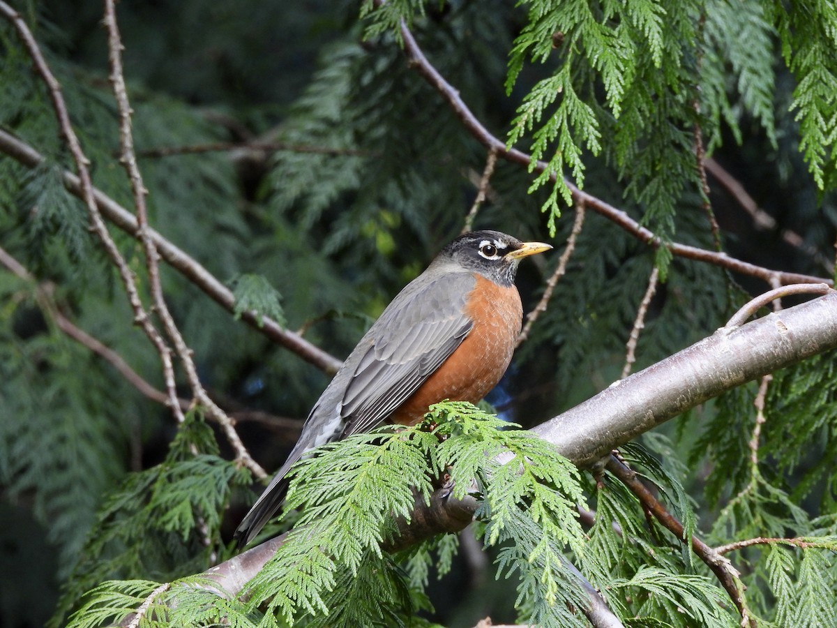 קיכלי נודד - ML650901316
