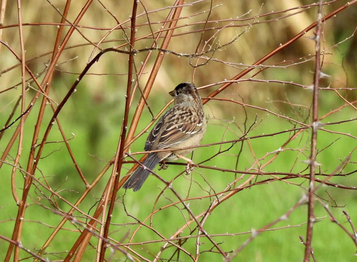 Golden-crowned Sparrow - ML650901397
