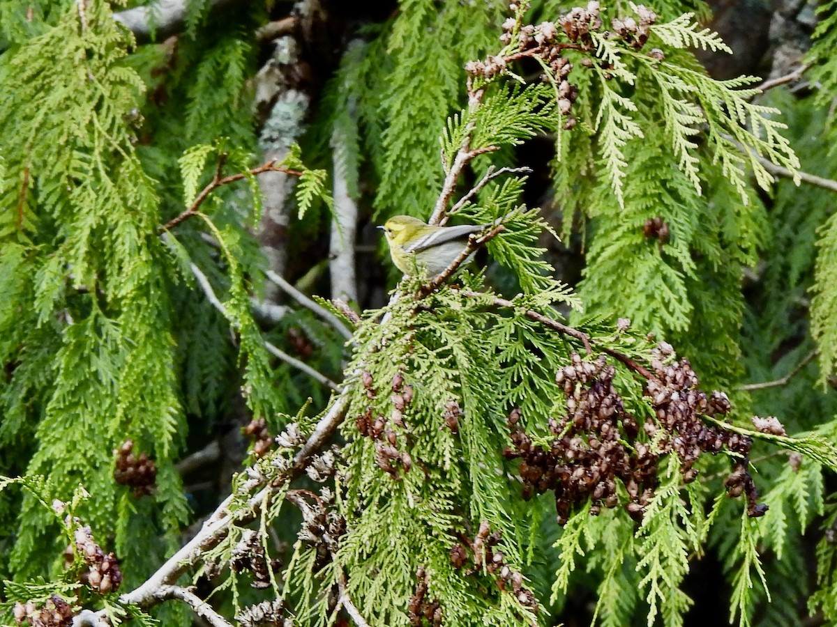 Townsend's Warbler - ML650901458