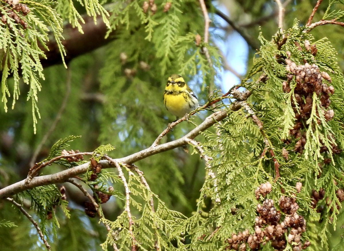 Townsend's Warbler - ML650901459
