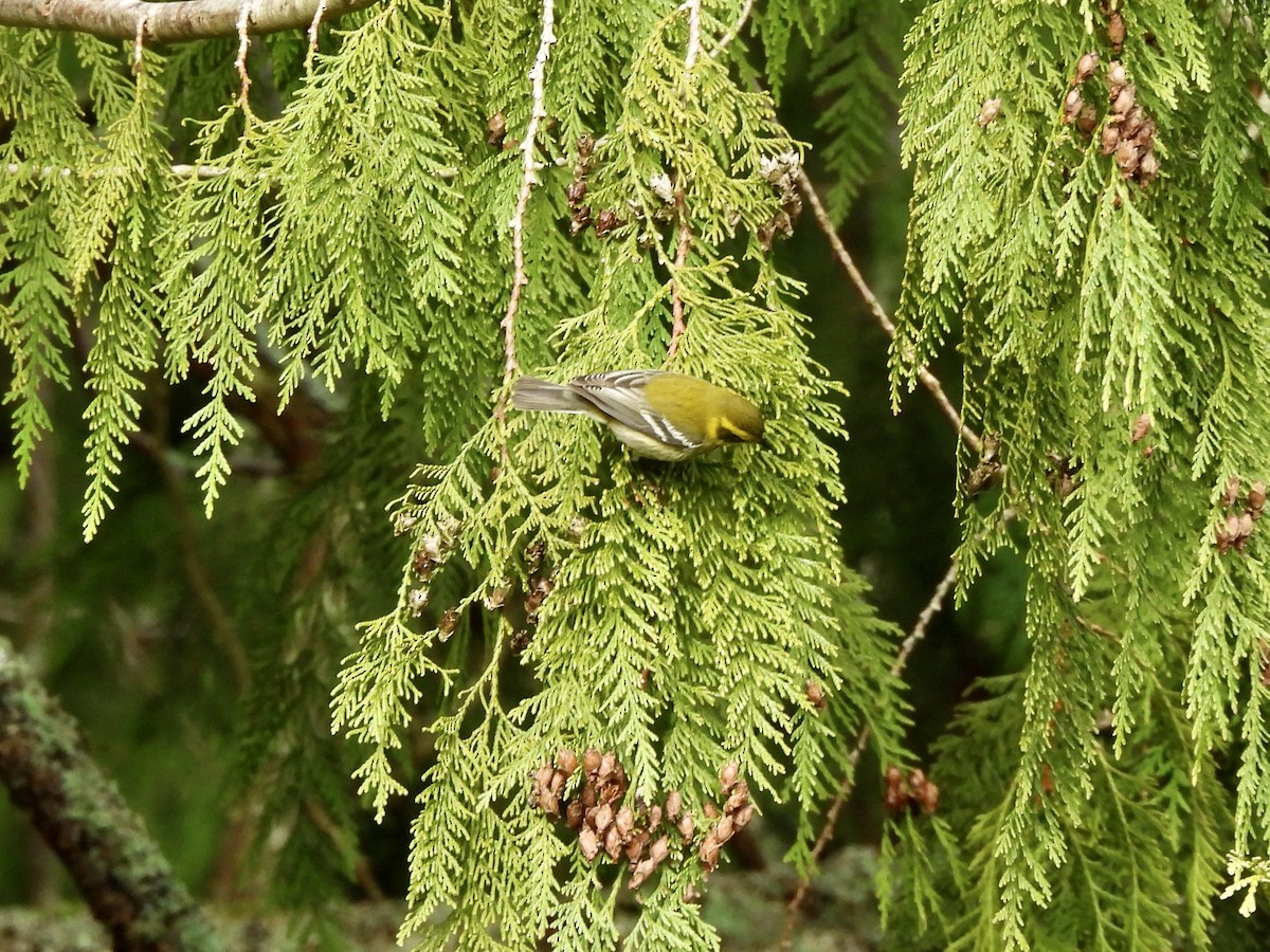 Townsend's Warbler - ML650901460