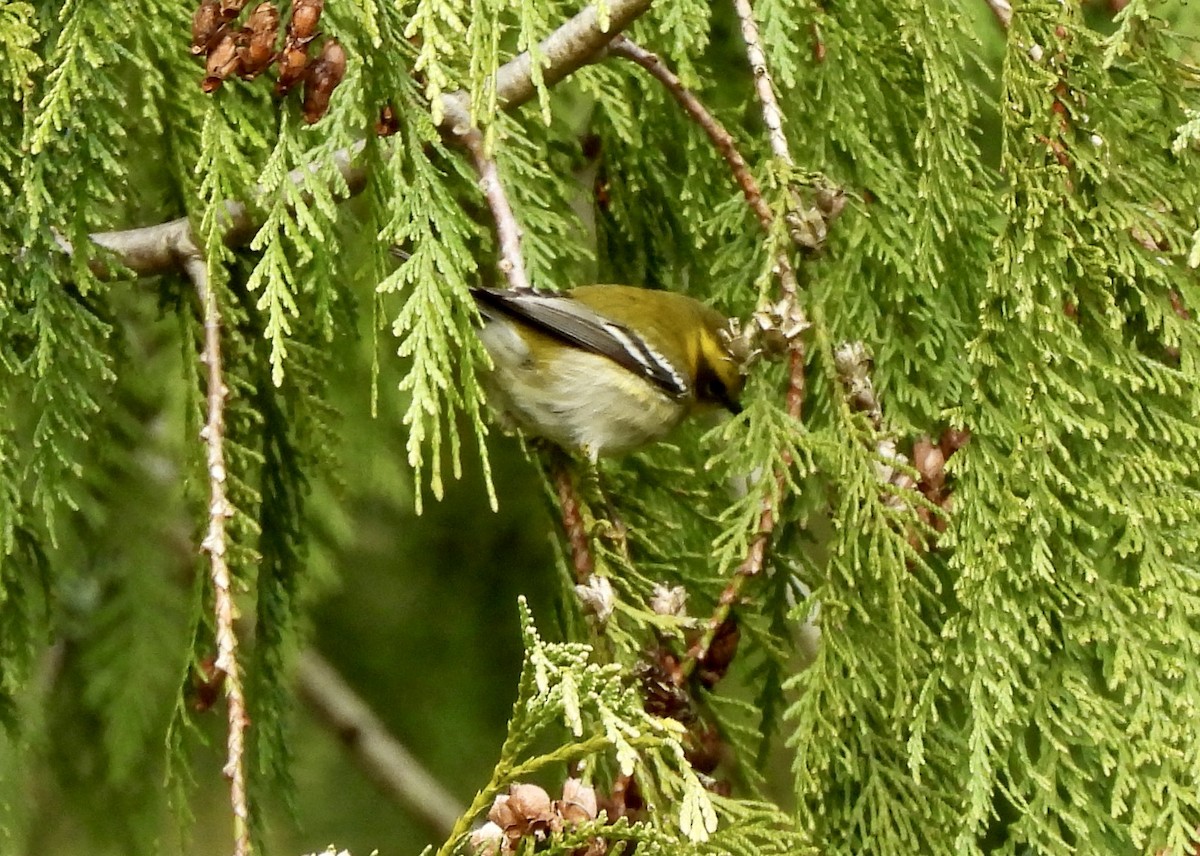 Townsend's Warbler - ML650901461