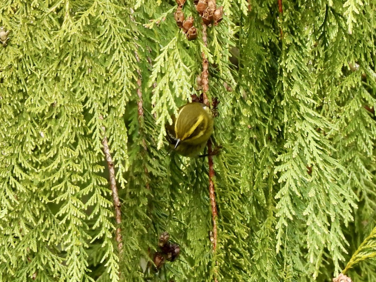 Townsend's Warbler - ML650901462