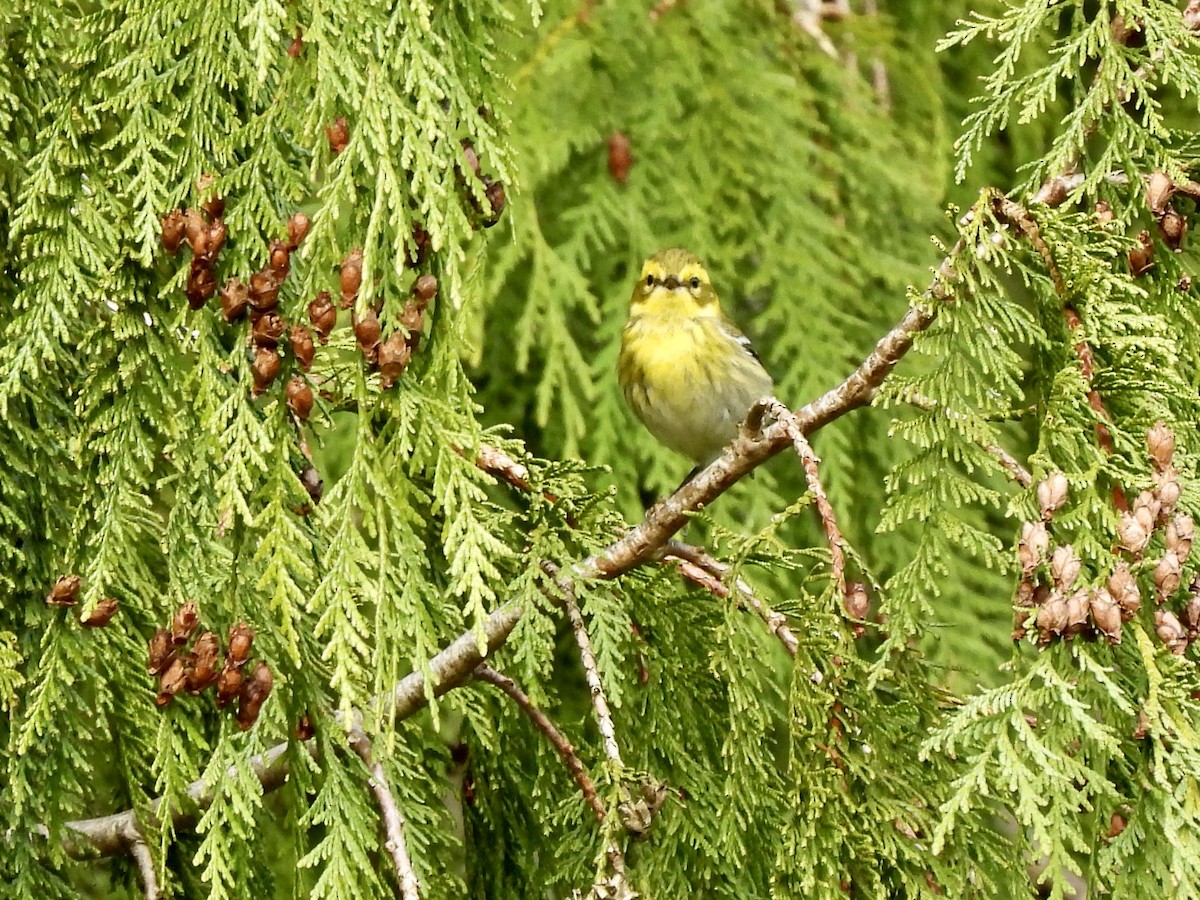 Townsend's Warbler - ML650901463