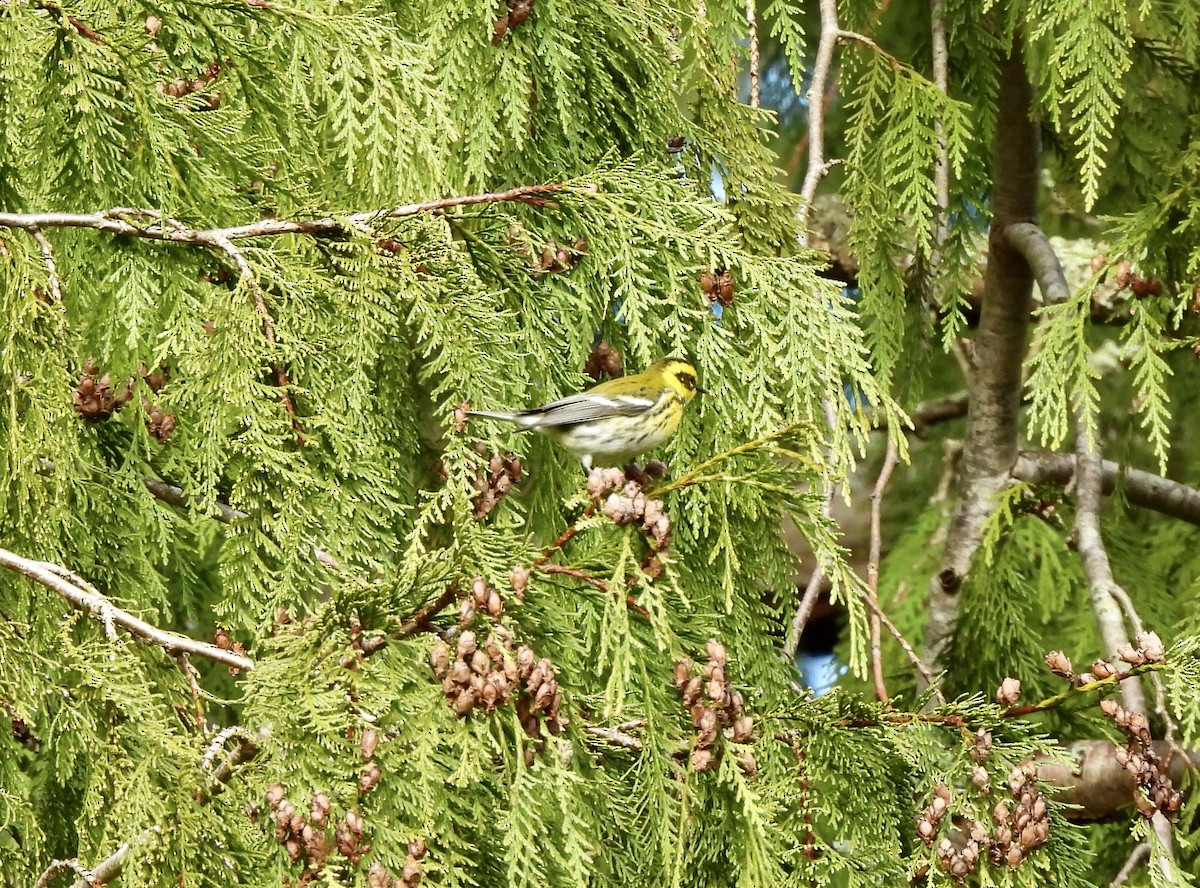Townsend's Warbler - ML650901465