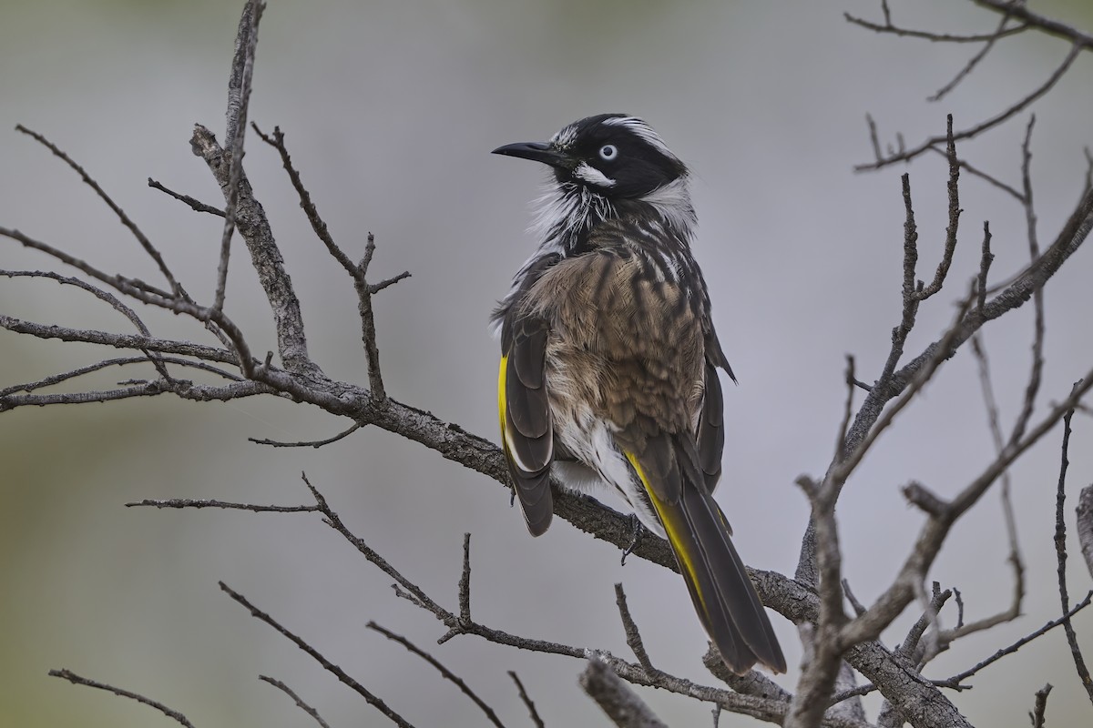 New Holland Honeyeater - ML650901610