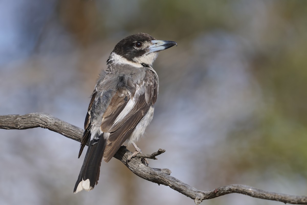 Gray Butcherbird - ML650901634