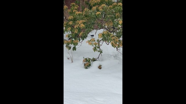 ユキヒメドリ - ML650901795