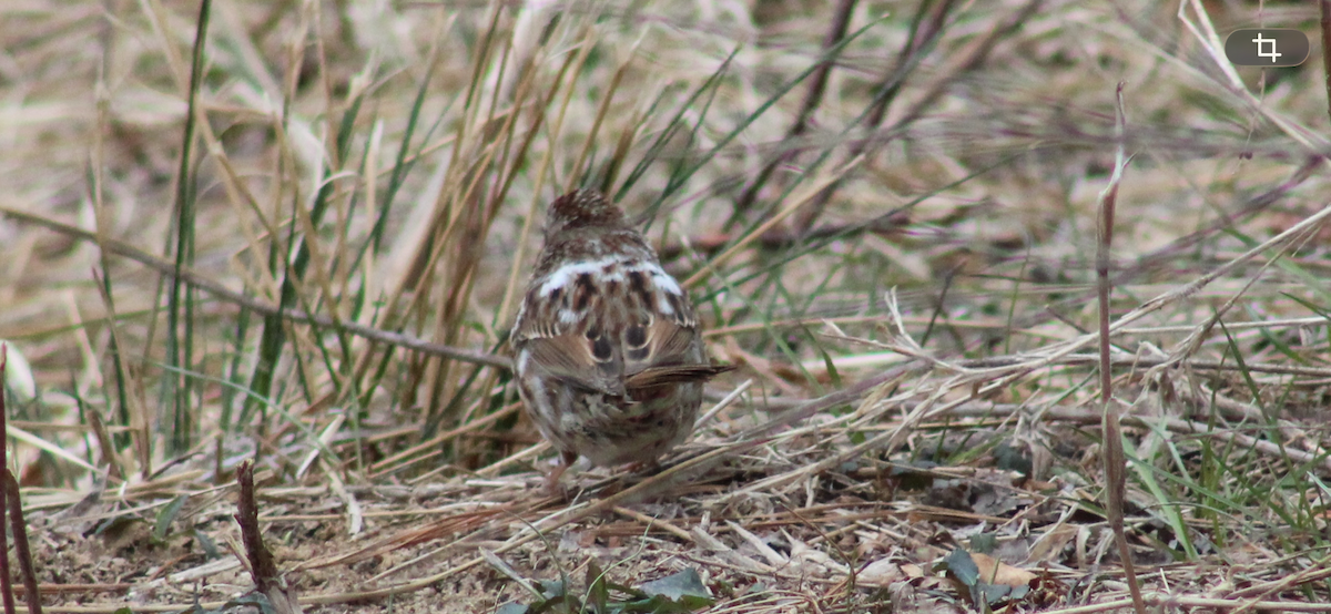 Song Sparrow - ML650901834
