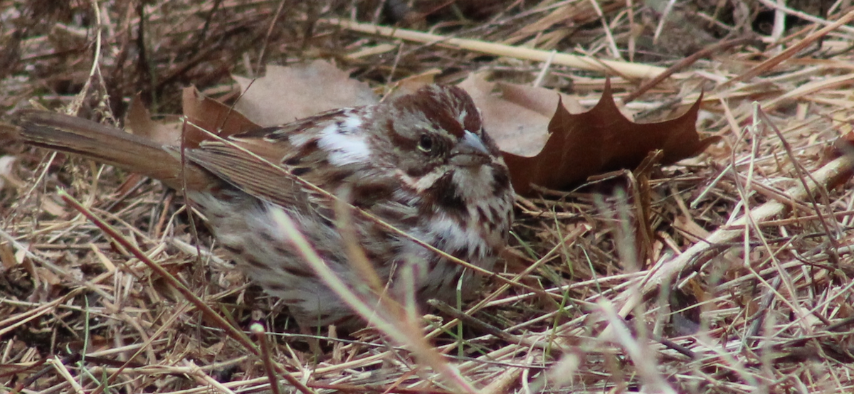 Song Sparrow - ML650901835