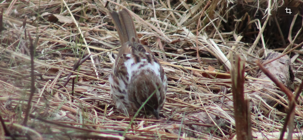 Song Sparrow - ML650901836