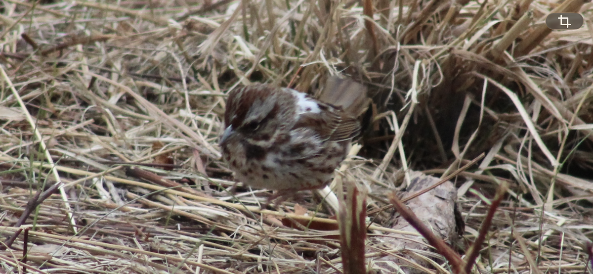 Song Sparrow - ML650901839