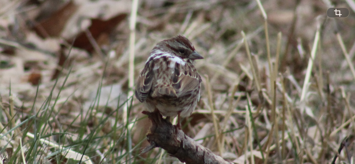 Song Sparrow - ML650901840