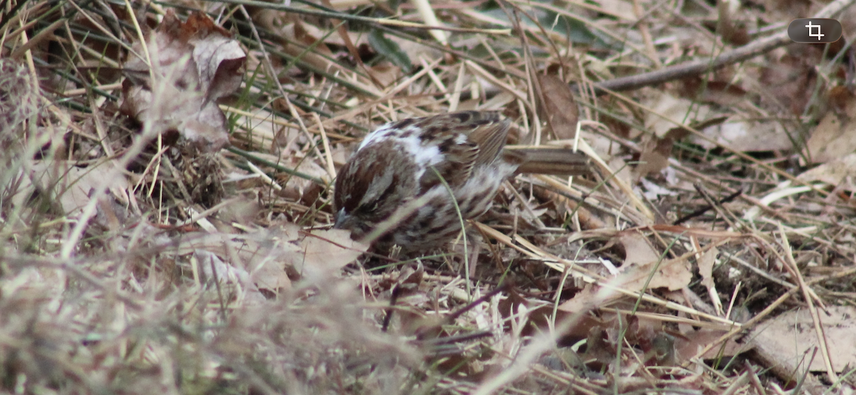 Song Sparrow - ML650901841