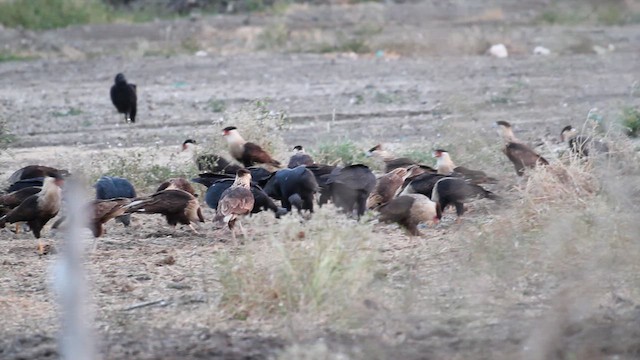 Crested Caracara (Northern) - ML650901940