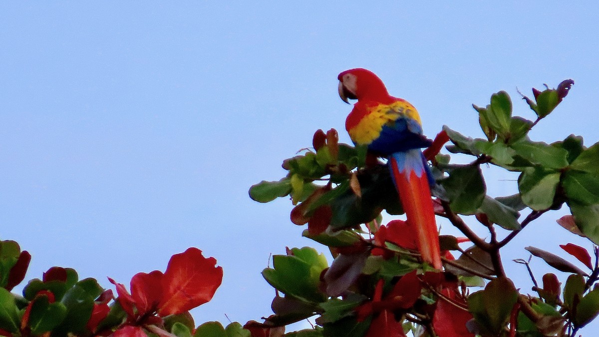 ara arakanga - ML650902244