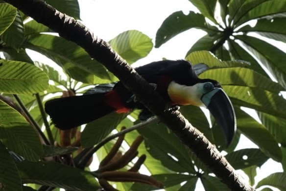 Dotterkehltukan - ML650902528