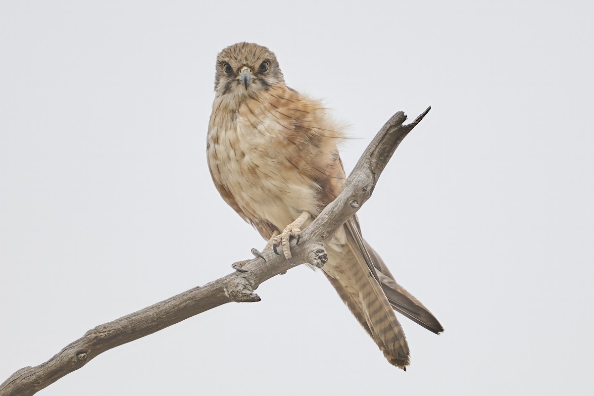 Brown Falcon - ML650902554