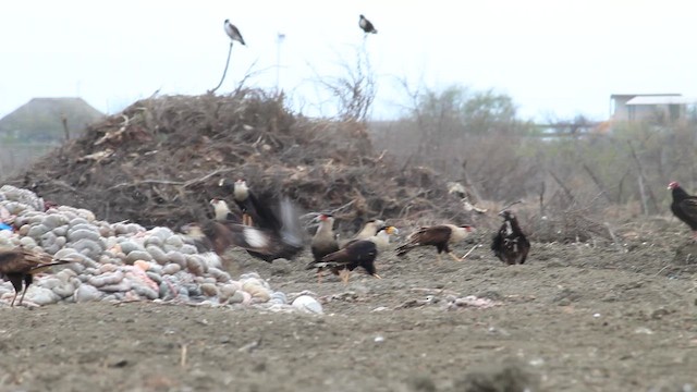 Crested Caracara (Northern) - ML650902557