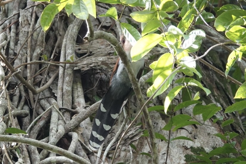 Eichhornkuckuck - ML650902647