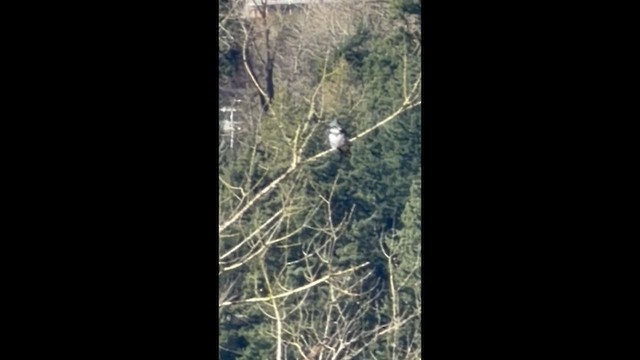 שלדג אמריקני - ML650903022