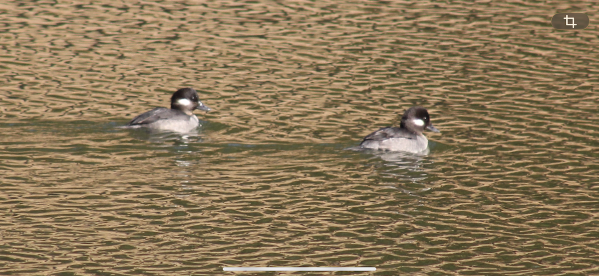 Bufflehead - ML650903241