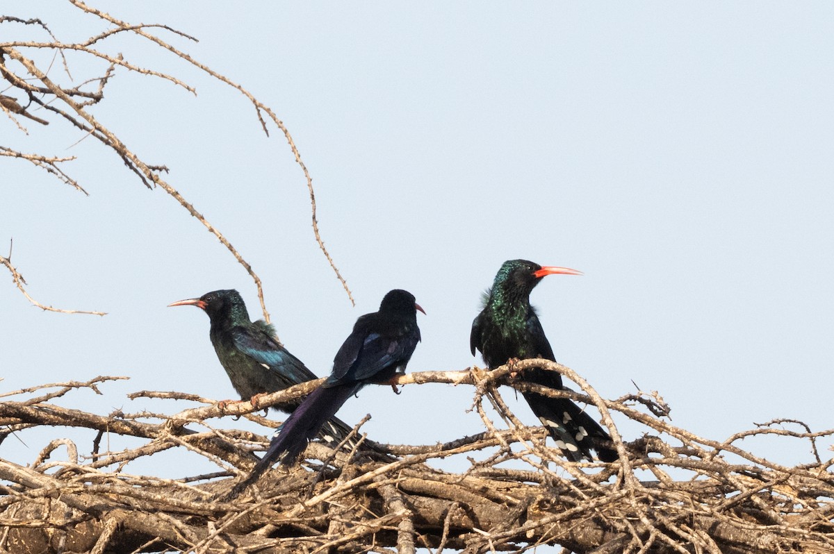 Green Woodhoopoe - ML650903403