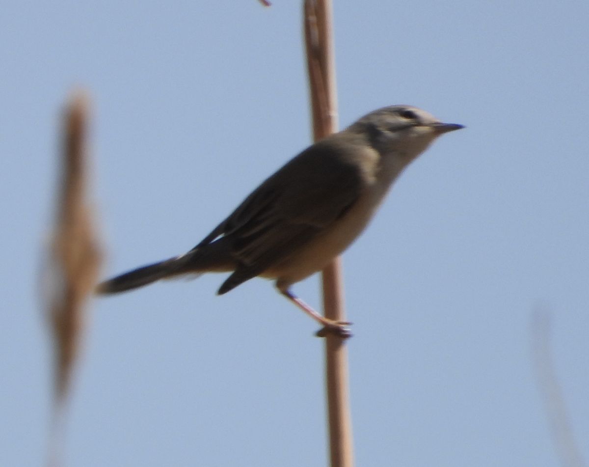 Moltoni txinboa/Txinbo papargorrizta iberiarra/Txinbo papargorrizta mediterraneoa - ML650903442