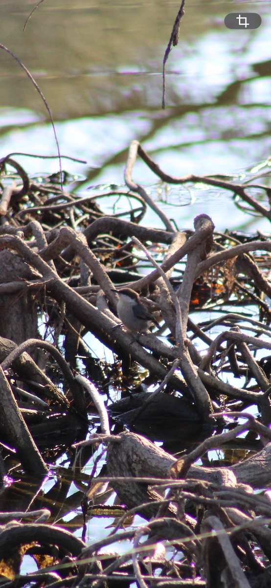 Brown-headed Nuthatch - ML650903726