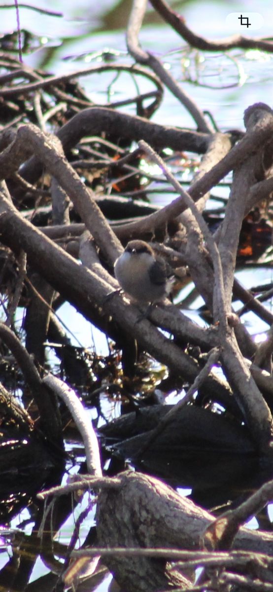 Brown-headed Nuthatch - ML650903729