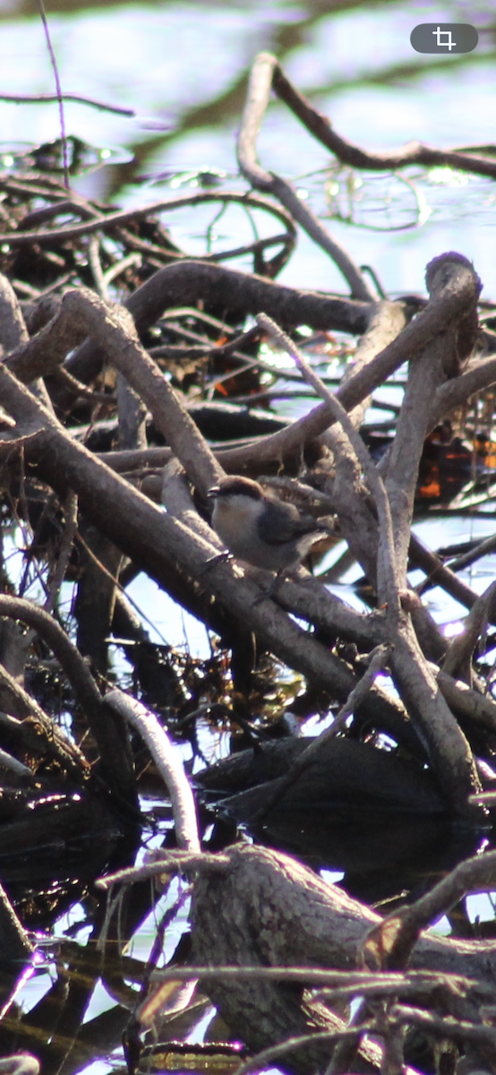 Brown-headed Nuthatch - ML650903730