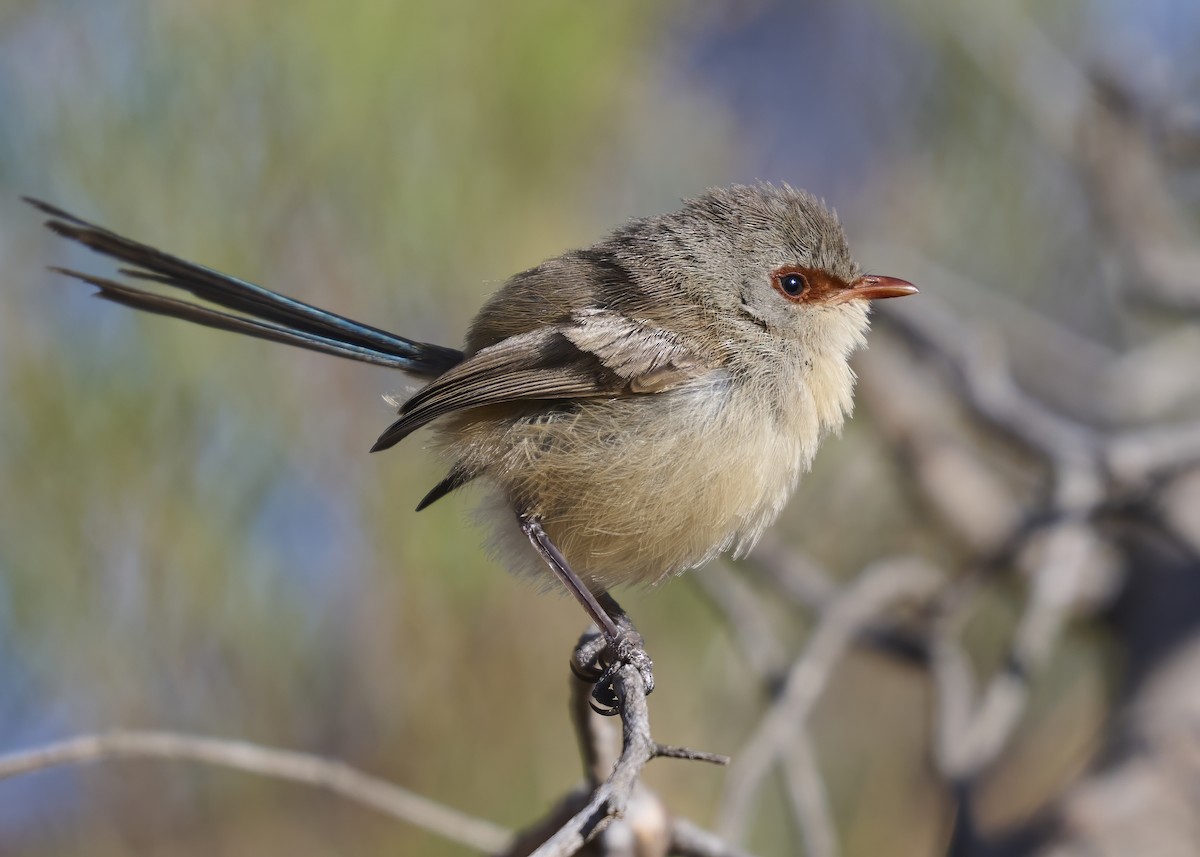 Purple-backed Fairywren - ML650903903
