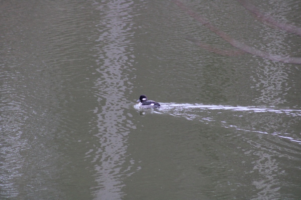 Bufflehead - ML650903966