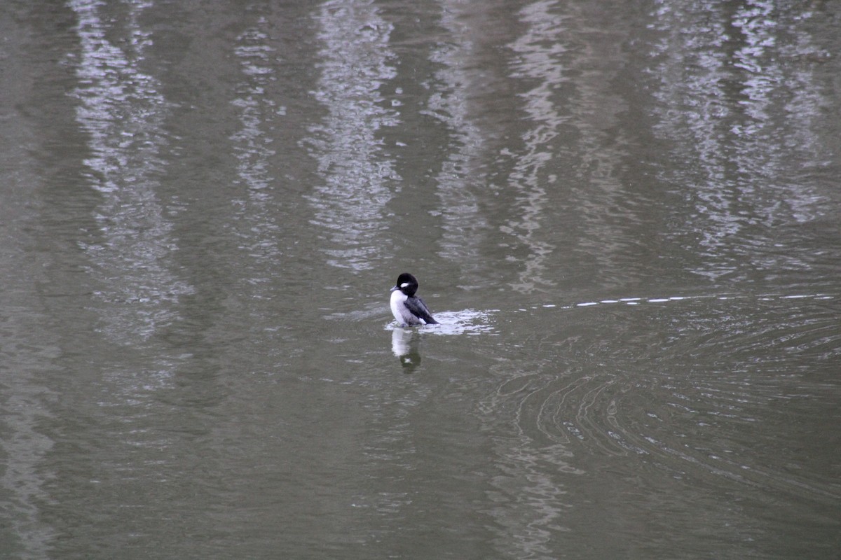 Bufflehead - ML650903967