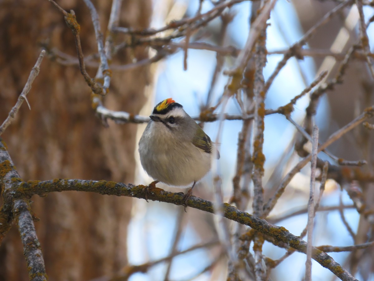 králíček zlatohlavý - ML650904065